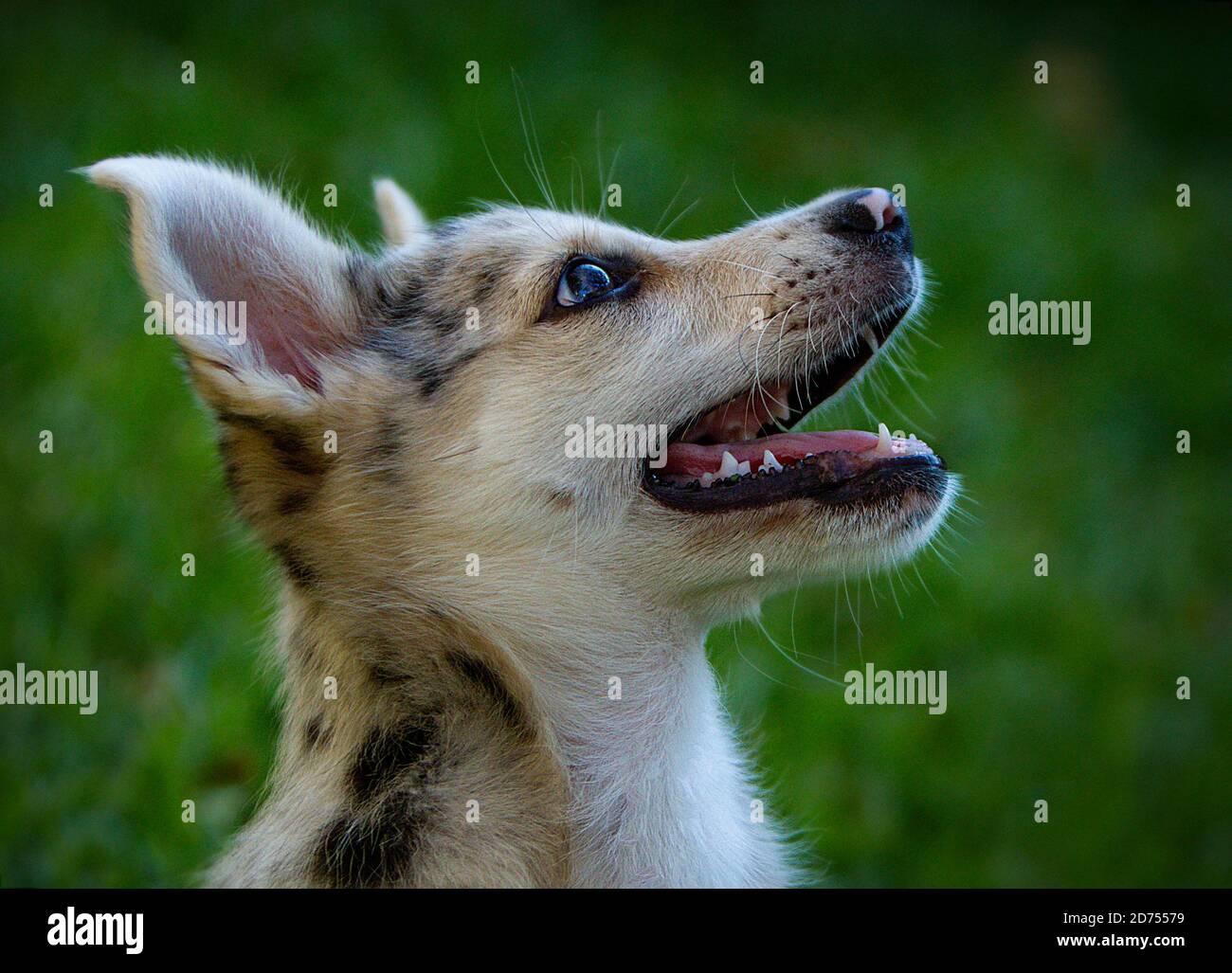 Kleiner Border Collie Blue Merle Welpe in verschiedenen Situationen Stockfoto