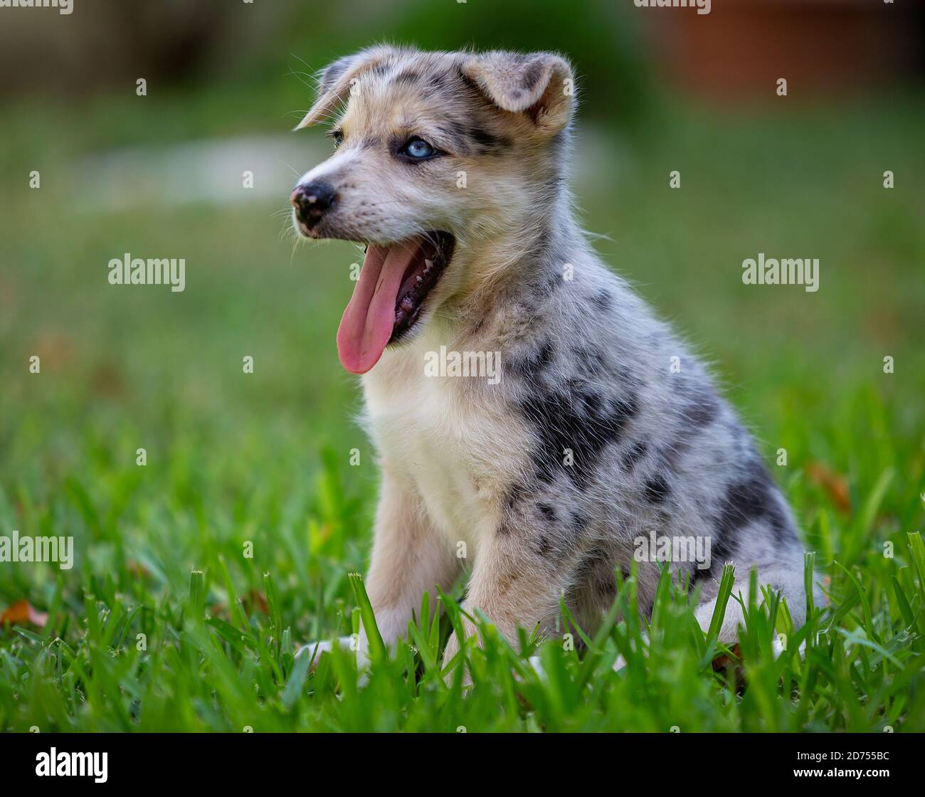 Kleiner Border Collie Blue Merle Welpe in verschiedenen Situationen Stockfoto