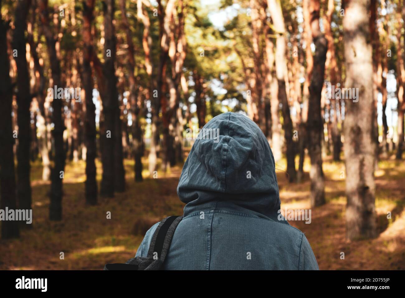 Tourist mit Rucksack und Kapuze im immergrünen Kiefernwald. Reisen, Ökotourismus, Ökologie, lokale Tourismus-Konzept, natürlichen Hintergrund, Explorer, Hoodie Stockfoto