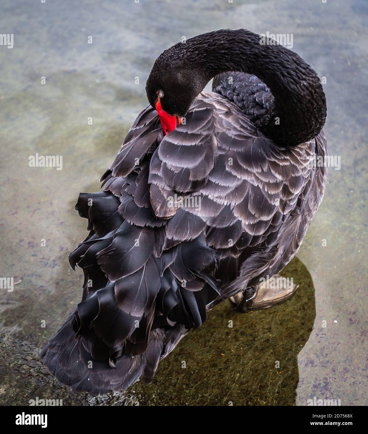 Ein schwarzer Schwan, der sich am See in einem Londoner Park aufmacht. Stockfoto Ein schwarzer Schwan, der sich am See in einem Londoner Park aufmacht. Stockfoto
