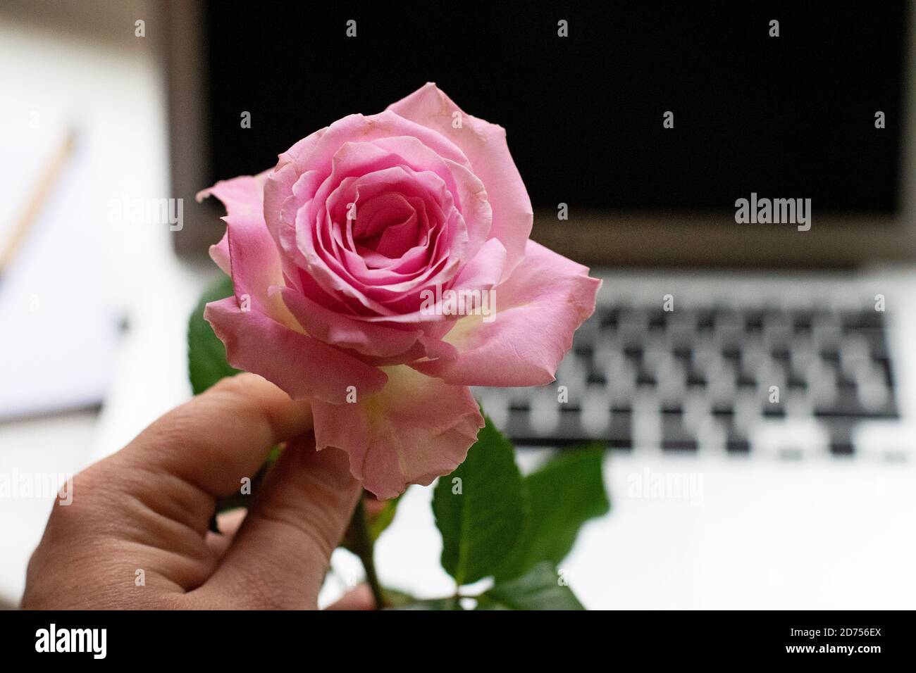Hand hält eine rosa Rose hoch. Im Hintergrund ist ein Laptop. Konzept der Online-Dating, Büro Romantik oder Fernbeziehung Stockfoto