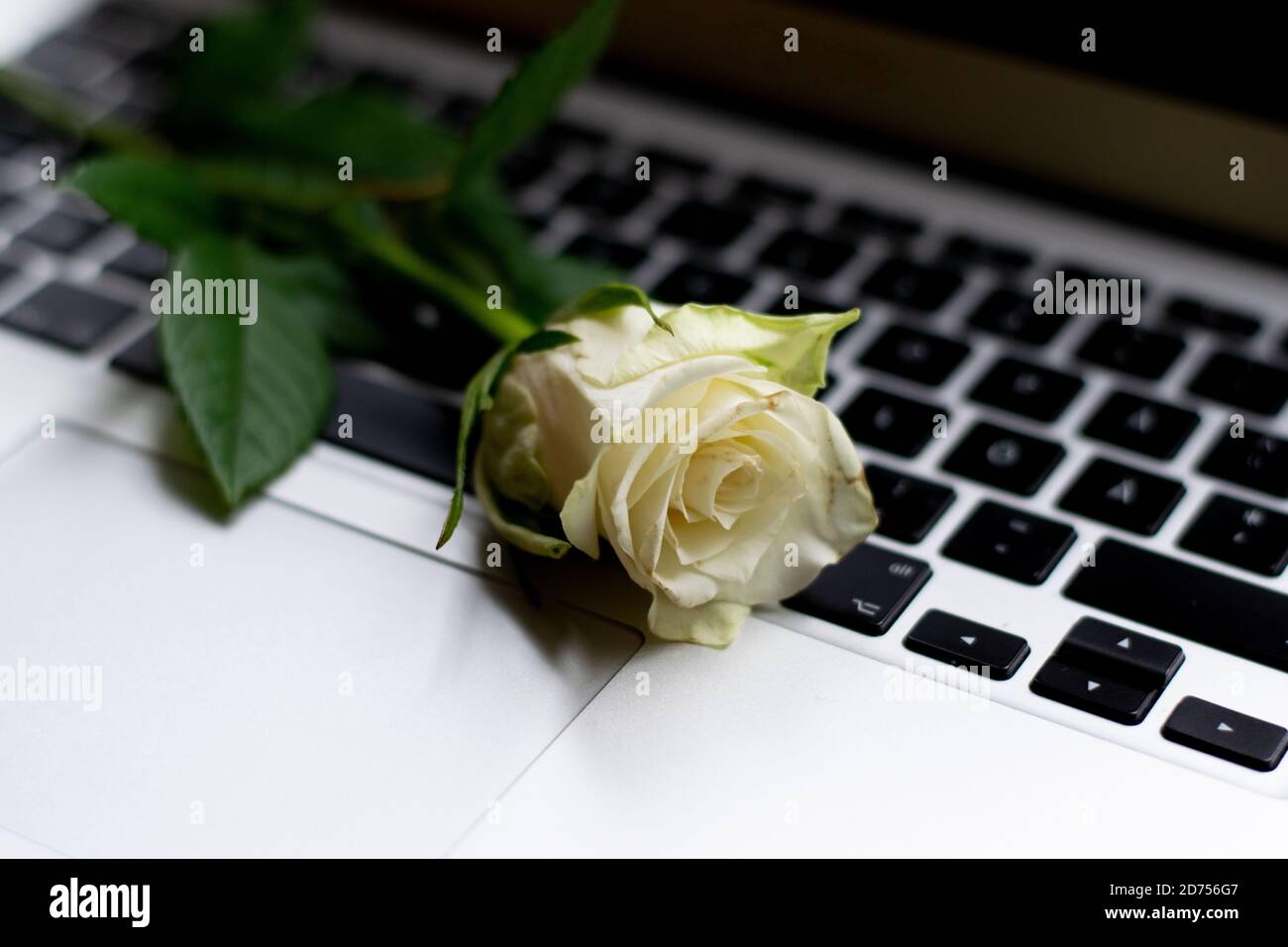 Gelbe Rose auf der Laptop-Tastatur. Konzept der Online-Dating, Büro Romantik oder Fernbeziehung Stockfoto