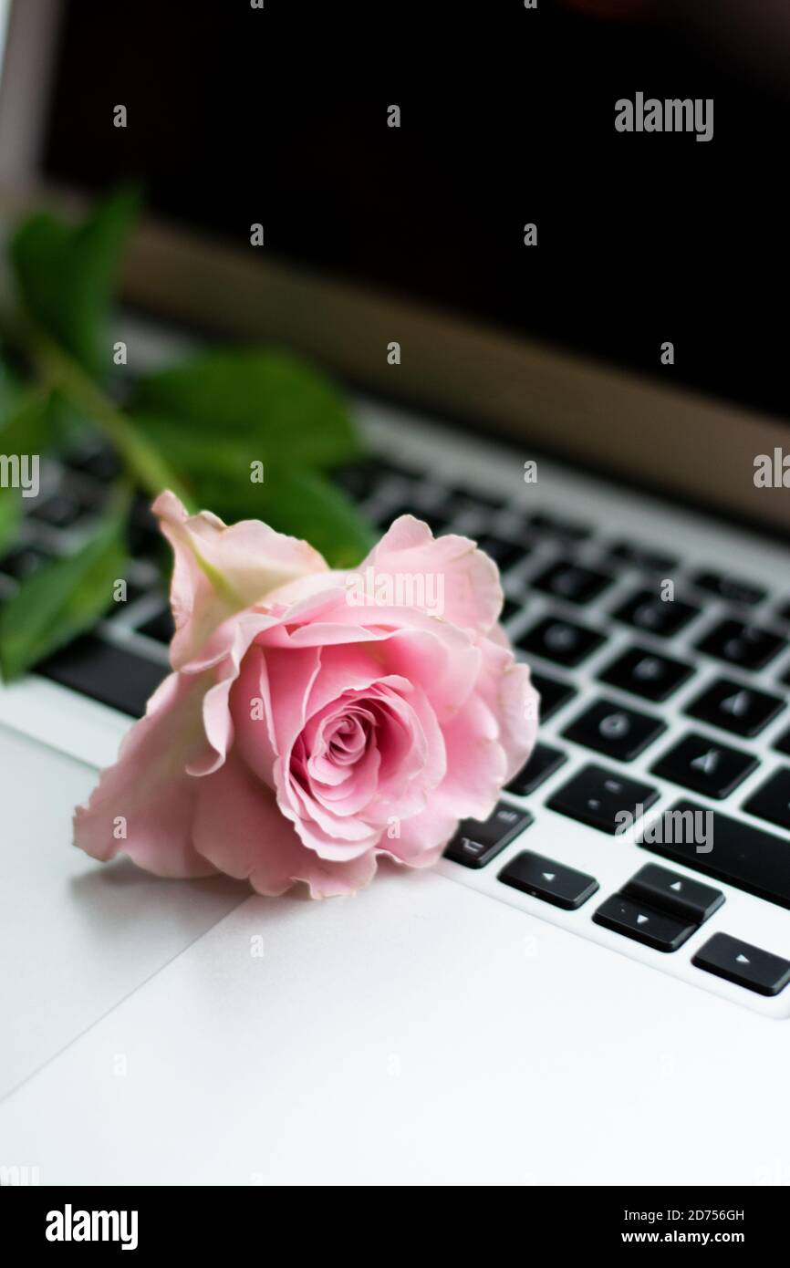 Rosa Rose auf der Laptop-Tastatur. Konzept der Online-Dating, Büro Romantik oder Fernbeziehung Stockfoto