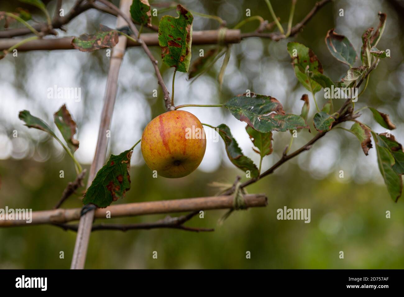 Ein einzelner Apfel, der auf einem Apfelbaum wächst, der von unterstützt wird Bambusstäbchen Stockfoto