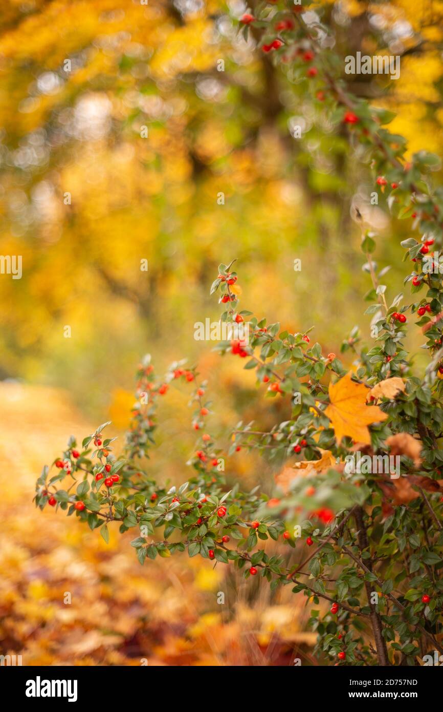 Rote Beeren auf einem Busch oder Strauch mit starken Herbst oder Herbst Farbe im Hintergrund mit gefallenen Blättern auf dem Boden, England Großbritannien Stockfoto