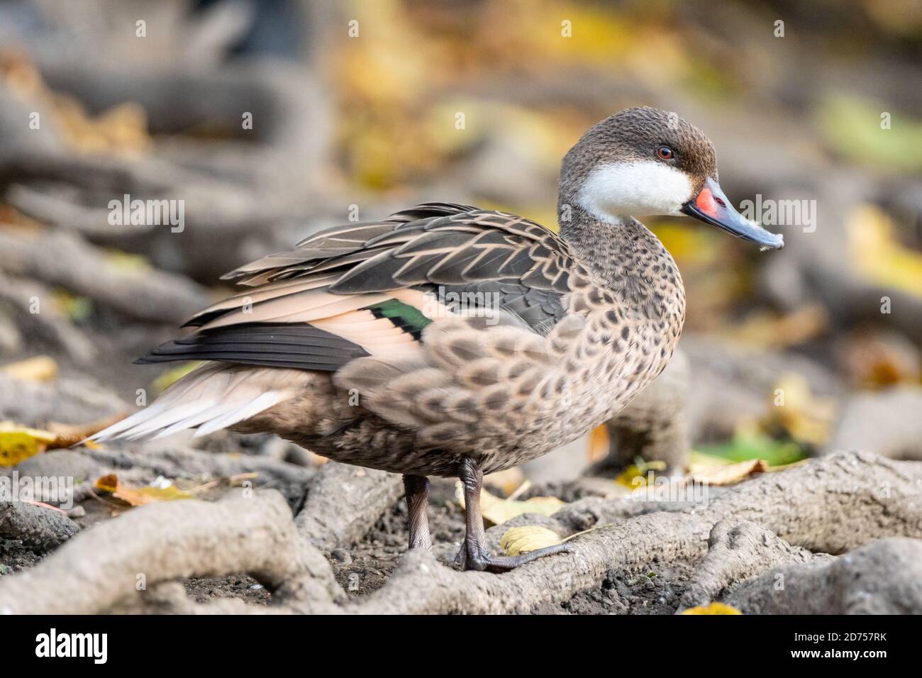 Weißwanzige Pintail-Ente, Anas bahamensis, aus der Karibik, Südamerika und den Galapagos-Inseln in einem Park in Großbritannien Stockfoto