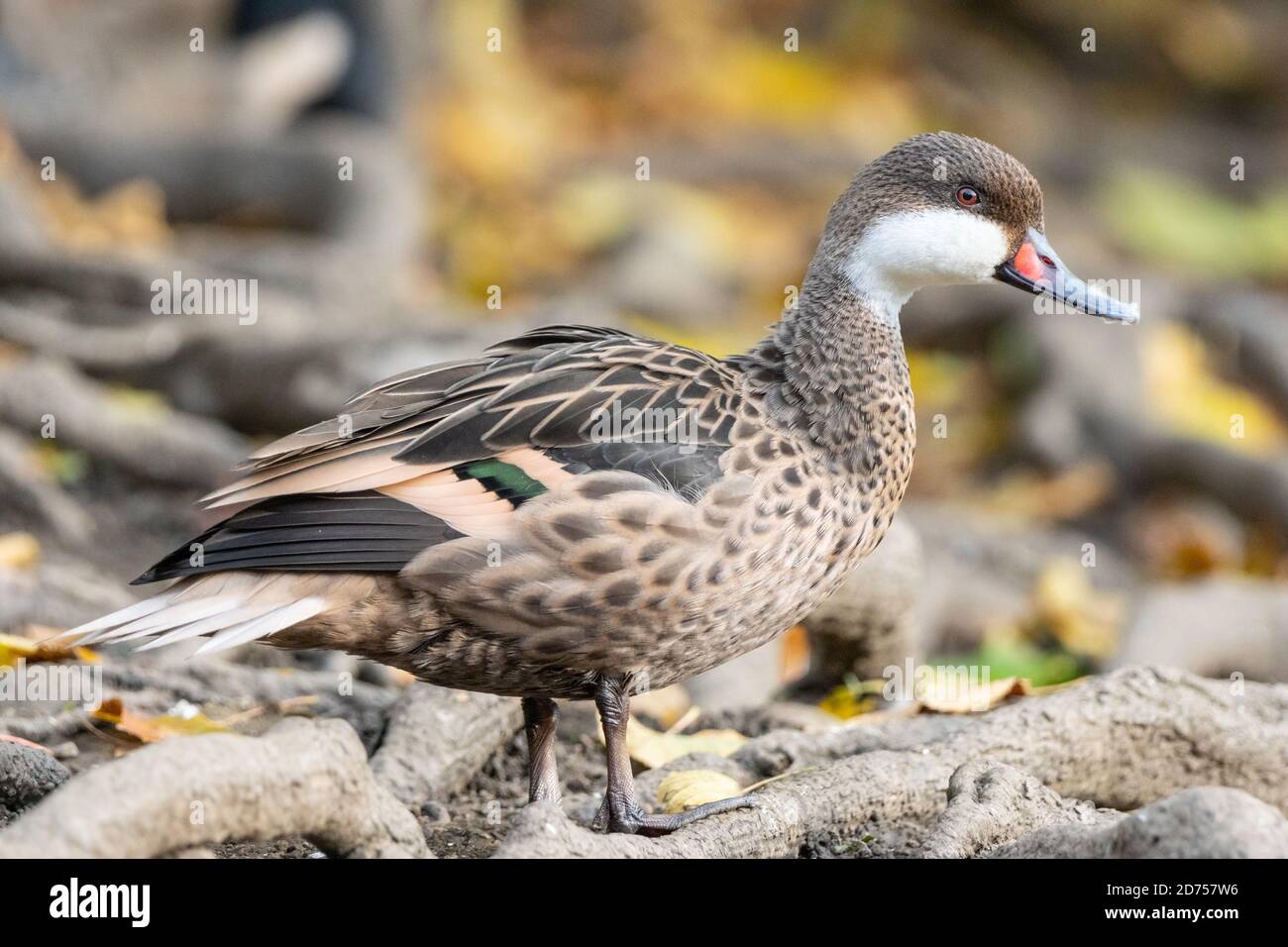 Weißwanzige Pintail-Ente, Anas bahamensis, aus der Karibik, Südamerika und den Galapagos-Inseln in einem Park in Großbritannien Stockfoto