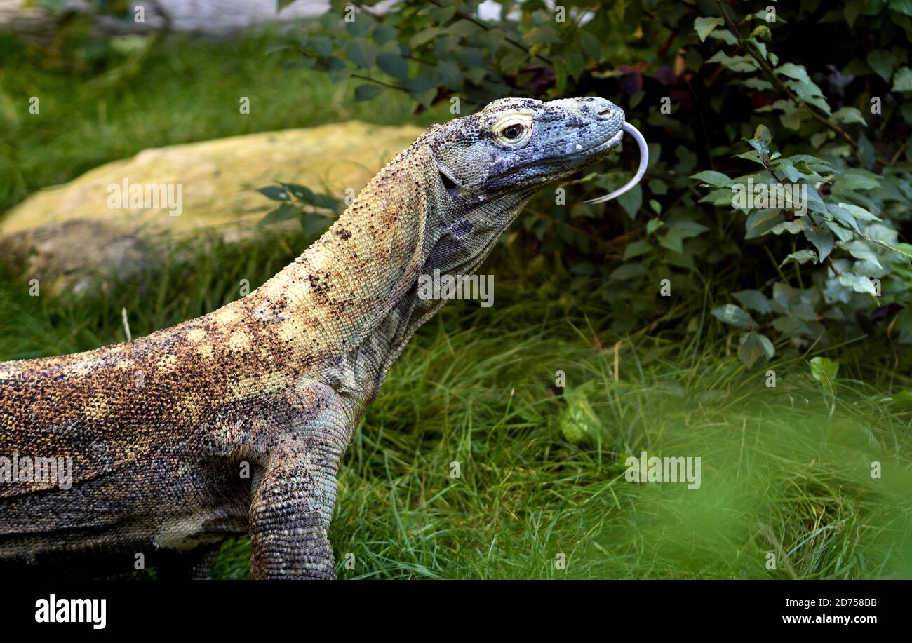 Komodo Dragon Close Up mit Gabel Zunge heraus Stockfoto