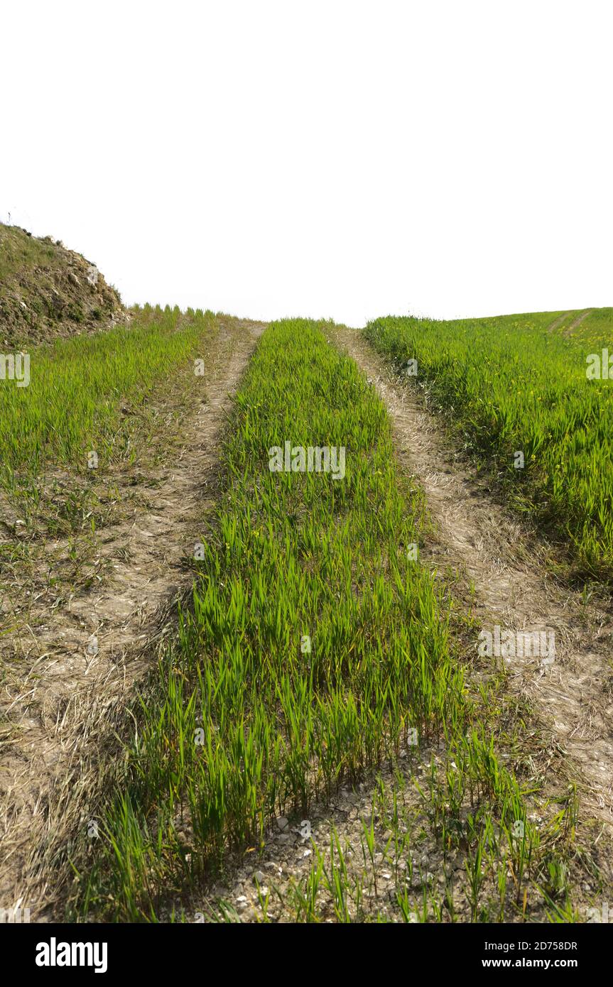 Schotterstraße mit grünem Gras isoliert auf weißem Hintergrund (Weg zu... Konzept) Stockfoto