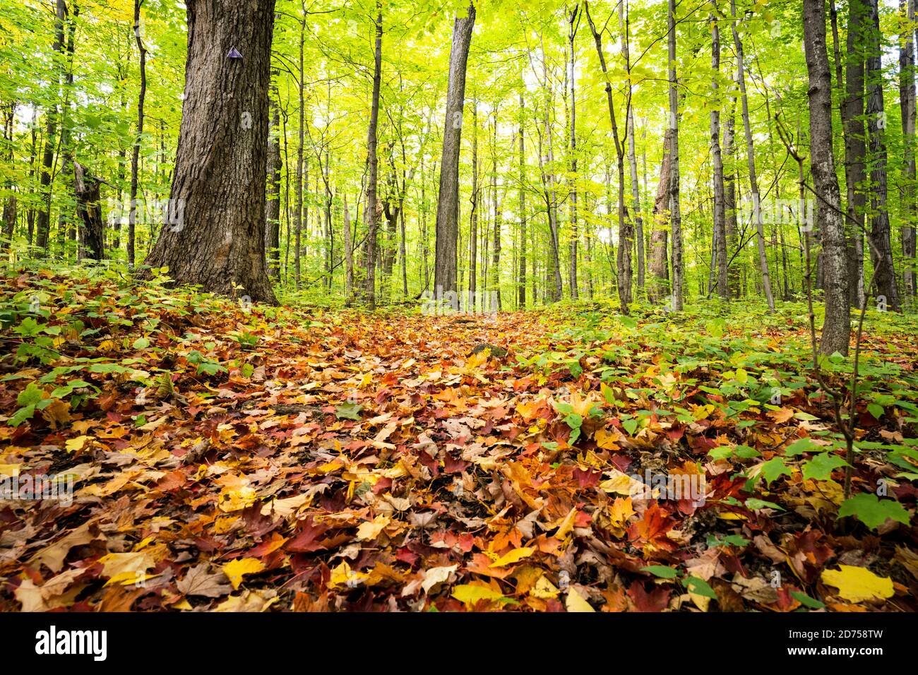 Weg durch bunten Herbstwald Stockfoto