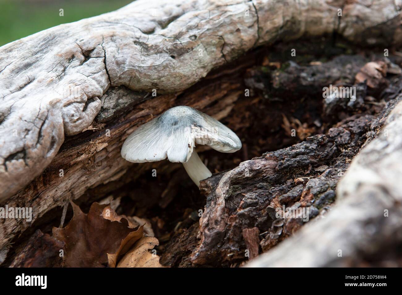 Blauer Pilz in einem toten Baum Stockfoto