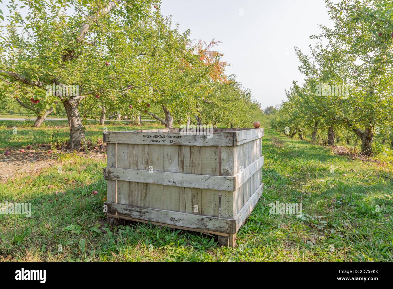 Hölzerne Apfelkiste bei Green Mountain Orchards in Putney Vermont Stockfoto