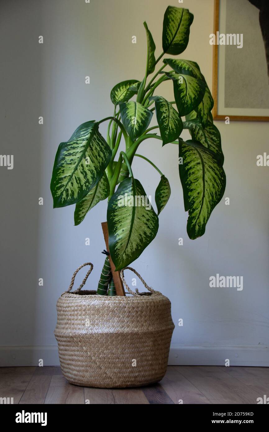 Große Dieffenbachia in einem Topf Stockfoto