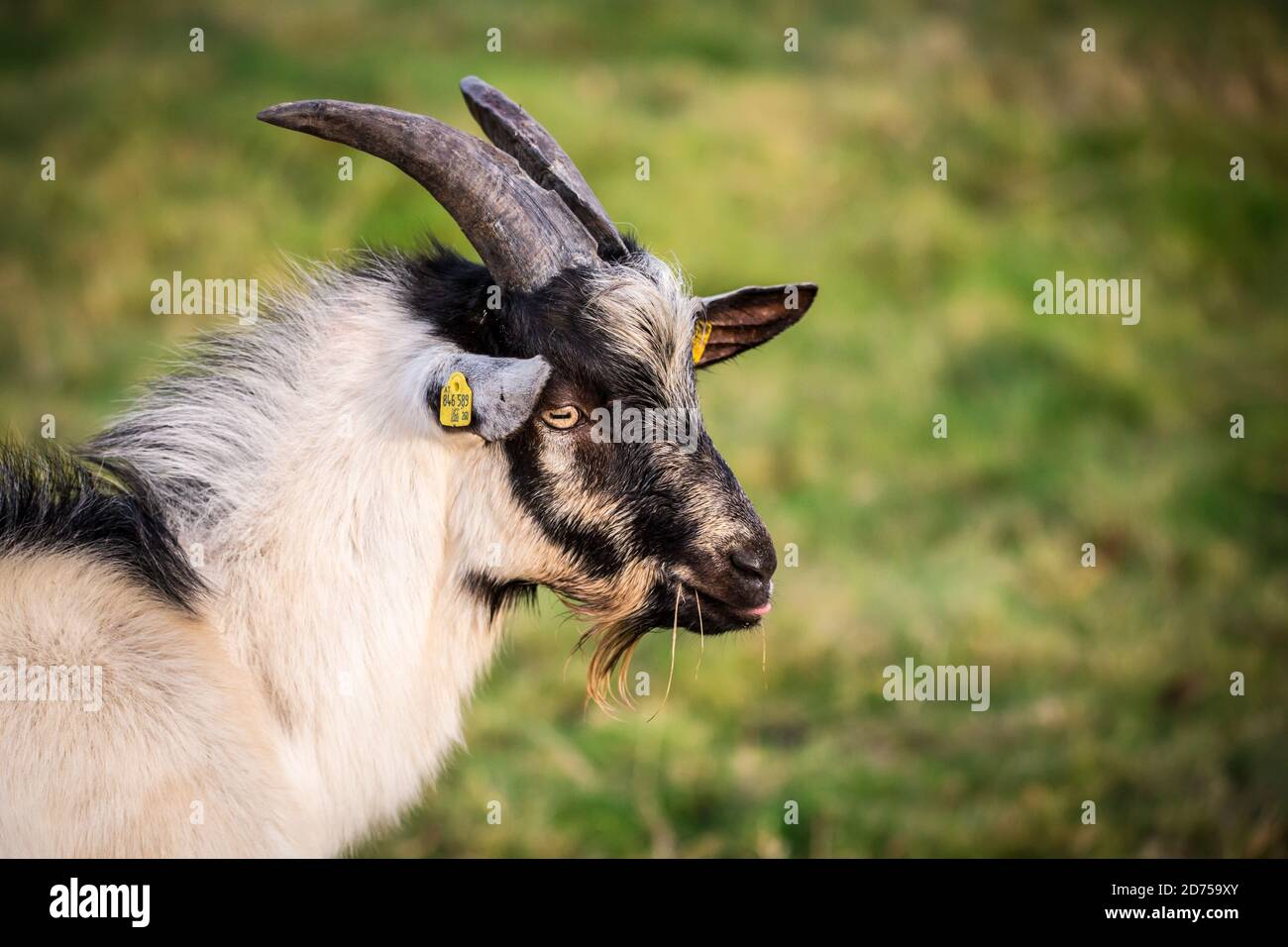 Pfauenziege (ziegenbock), eine vom Aussterben bedrohte Ziegenrasse aus Österreich (Pfauenziege) Stockfoto