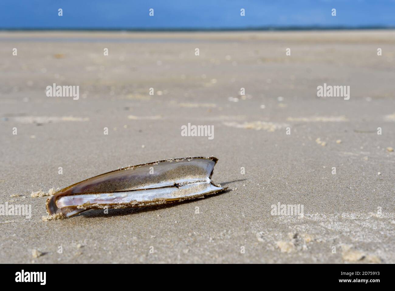 Strand von Amrum: Atlantic Jackmesser Clam, Ensis directus, auch bekannt als die Bambusmuschel, American Jackmesser Clam oder Rasiermuschel Stockfoto