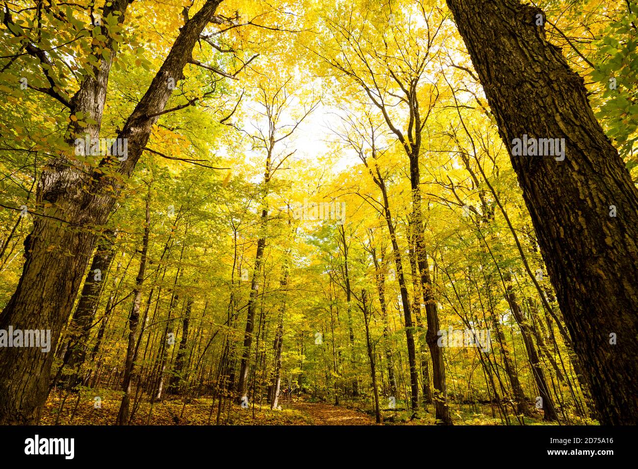 Blick auf bunte Herbst Wald Baldachin Stockfoto
