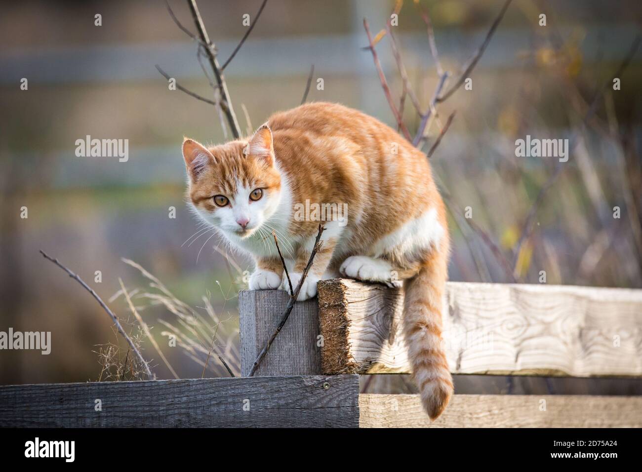 Rot gestromt junge kater sitzt auf einem Holzzaun Stockfoto