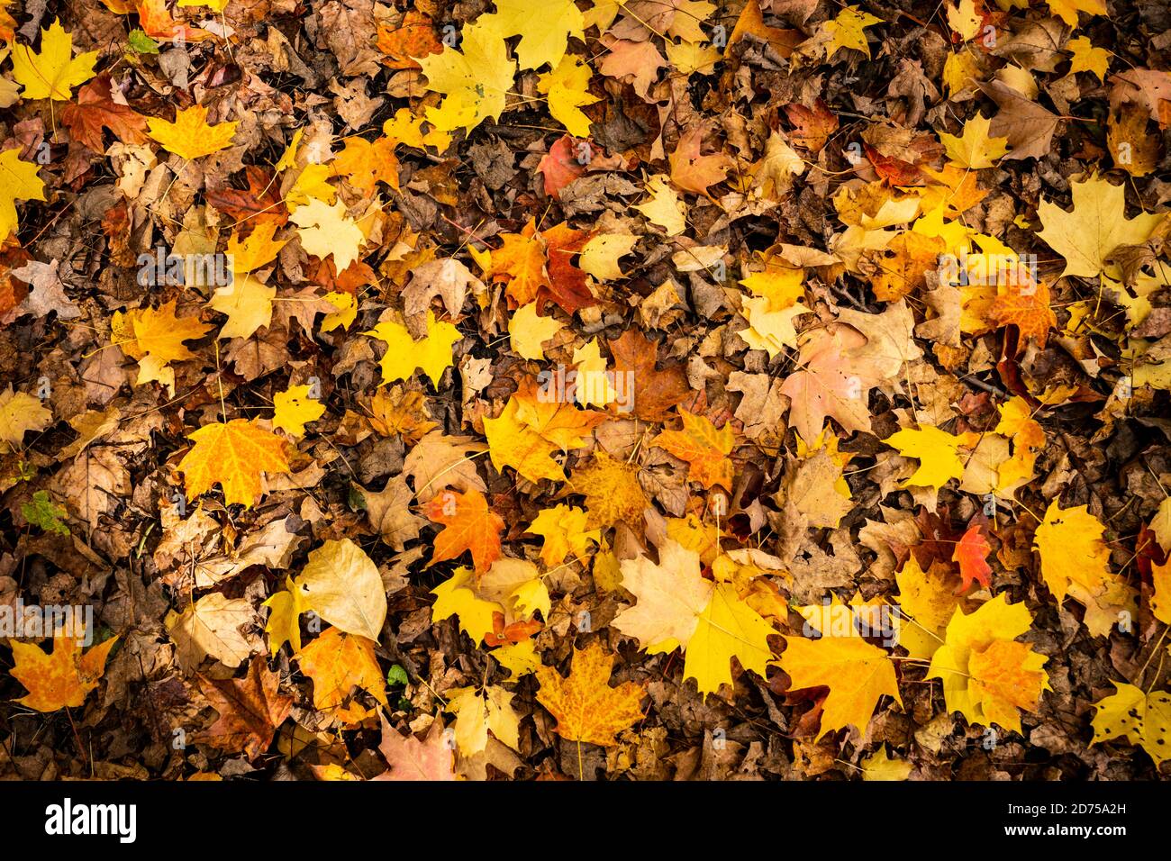 Schöne und farbenfrohe Blätter fallen im Herbstwald Stockfoto