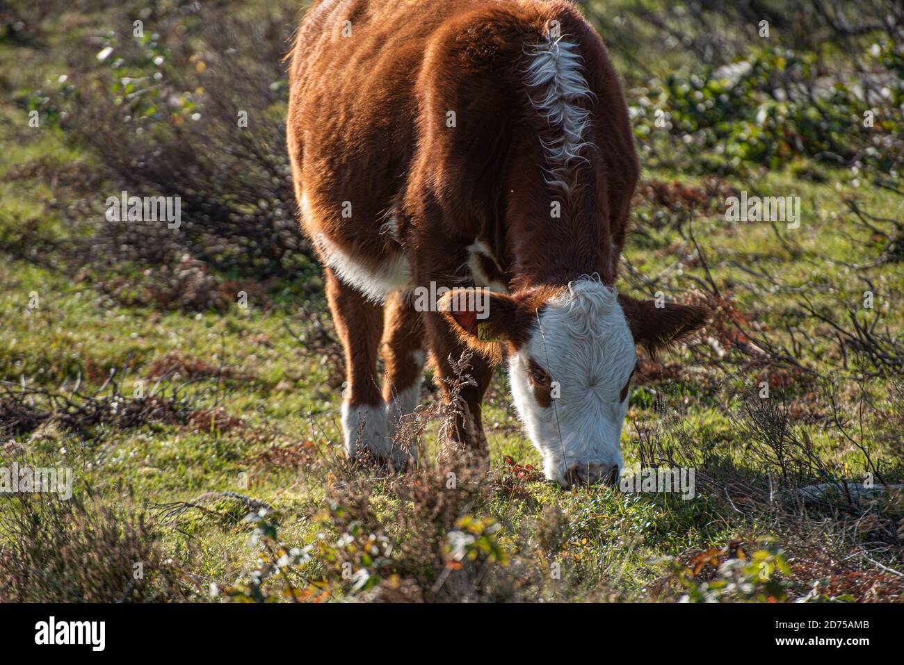 Braune Kuh grast auf einem offenen Feld Stockfoto