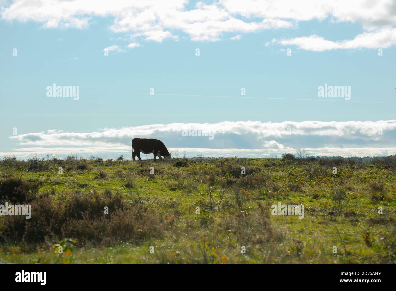 Braune Kuh grast auf einem offenen Feld Stockfoto
