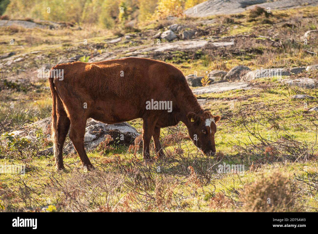 Braune Kuh grast auf einem offenen Feld durch einen Wald Stockfoto