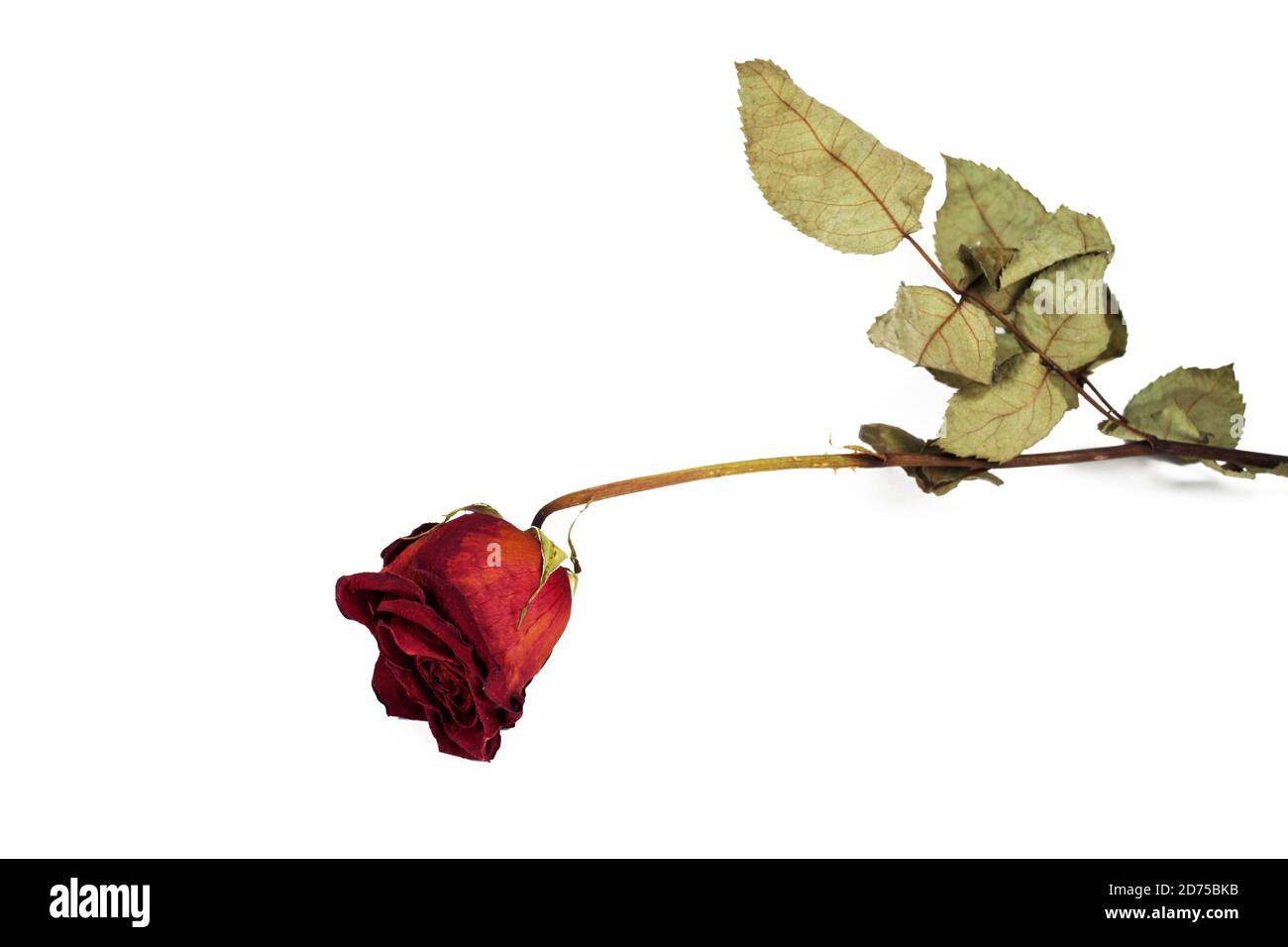 Rot verwelkt Rose auf weißem Hintergrund, isoliert, selektive Fokus. Stockfoto