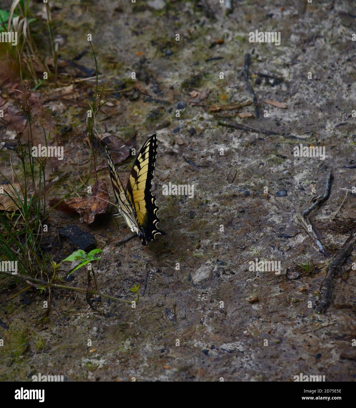 Monarch-Schmetterling Stockfoto