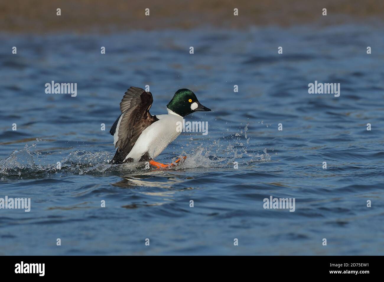 Gewöhnliches Goldeneye (Bucephala clangula) im Flug Stockfoto