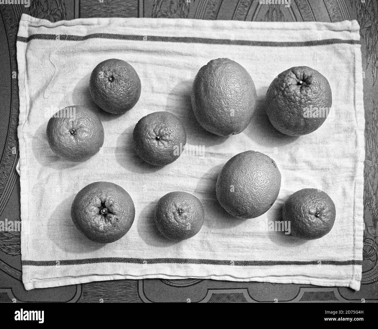 Mehrere reife Orangen trocknen auf einem weißen Geschirrtuch auf einem vintage Stahl und Emaille Küchentisch gelegt. Das Bild wurde auf einem analogen Film aufgenommen. Stockfoto