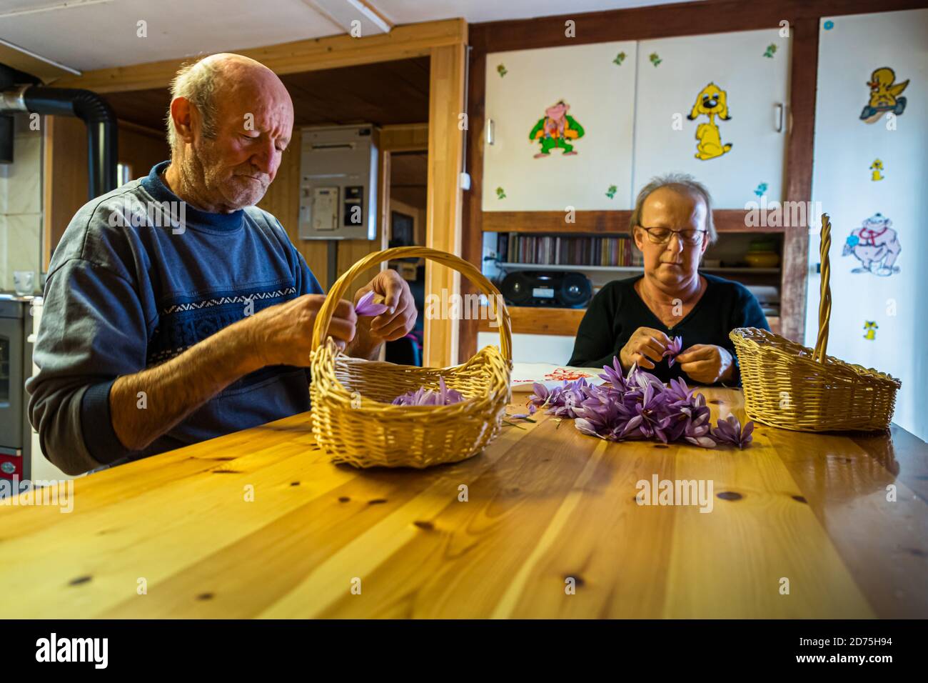 Safranernte und Verarbeitung in Mund, Naters, Schweiz Stockfoto