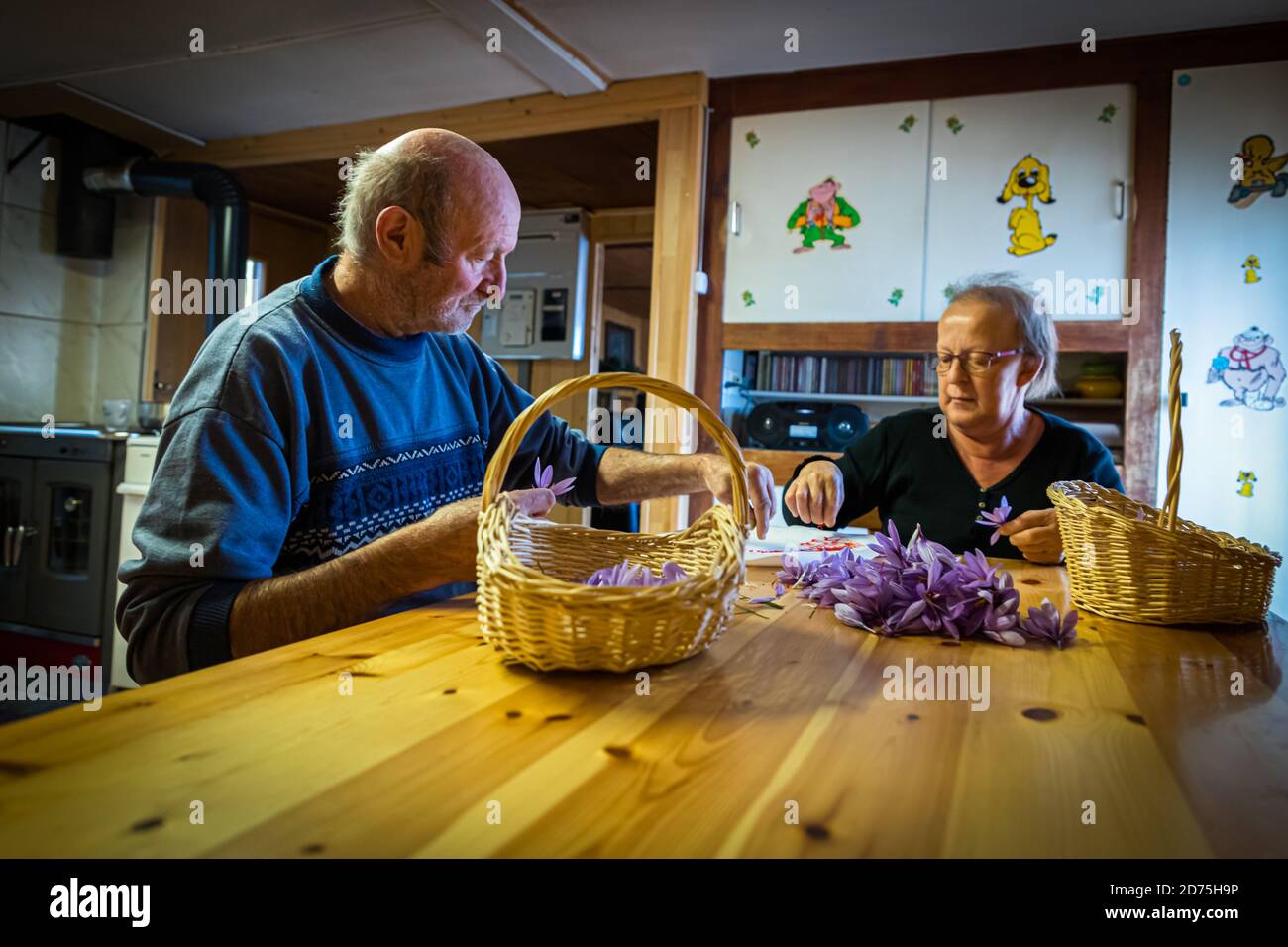 Safranernte und -Verarbeitung in Mund, Naters, Schweiz. Die Anzahl der geernteten Blüten wird exakt gezählt. An einem Tag zu Beginn der Erntezeit sind es 98 Stockfoto