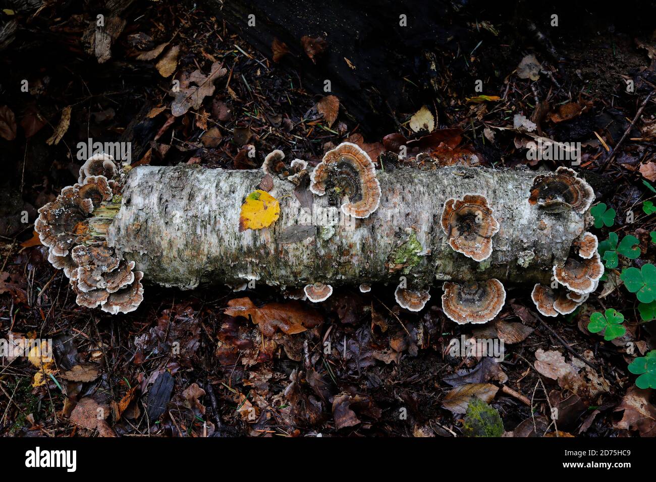 Der Putenschwanzpilz, Trametes versicolor, wächst aus einem gefallenen Birkenstamm auf dem Waldboden. Dieser Pilz ist ein wichtiger Faktor für den Waldzerfall. Stockfoto