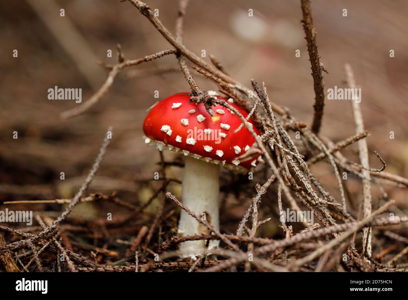 Die Fliegenpilz, Amanita muscaria, die sich durch das Unterholz schiebt Stockfoto