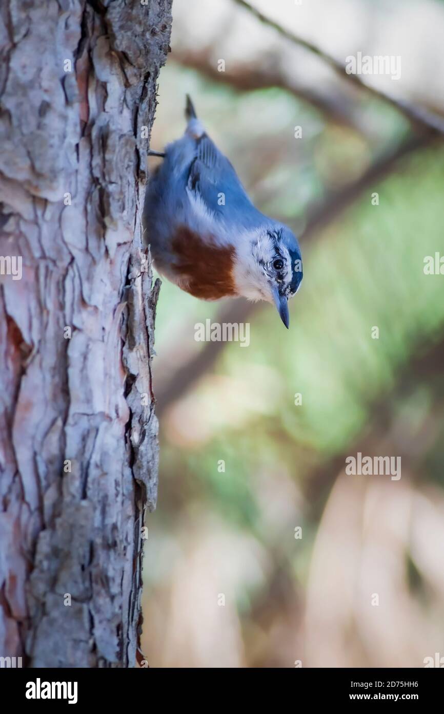Niedlicher kleiner Vogel. Natur Hintergrund. Stockfoto