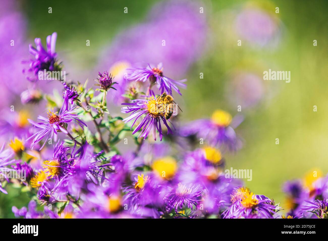 Honigbiene bestäuben lila Aster Blume in USA Kanada Garten im Herbst Natur Hintergrund. Bienen, Blumen kopieren Raum Stockfoto