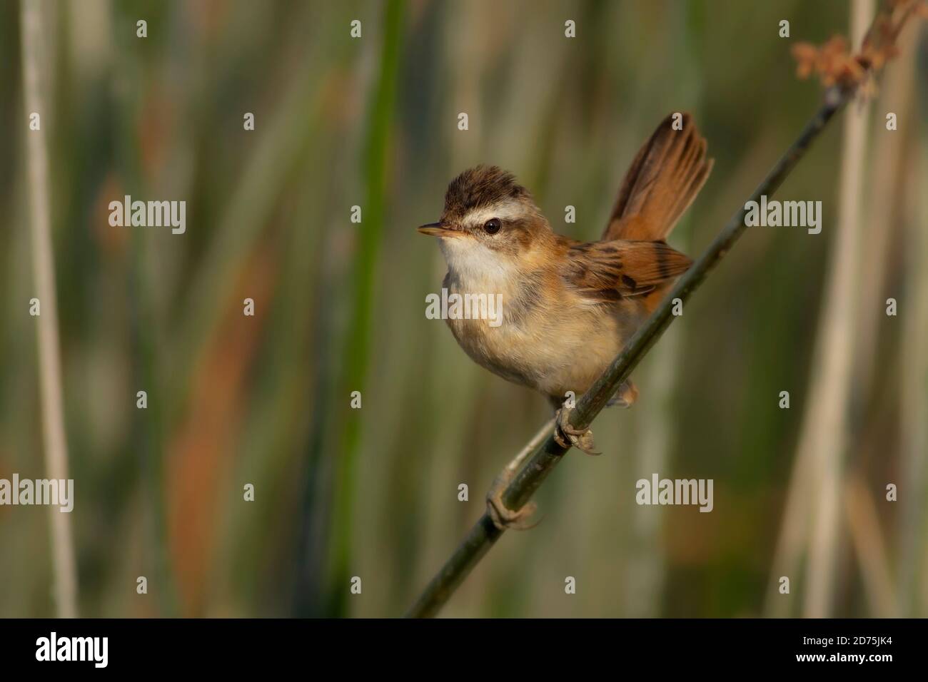 Niedlicher kleiner Vogel. Natur Hintergrund. Stockfoto