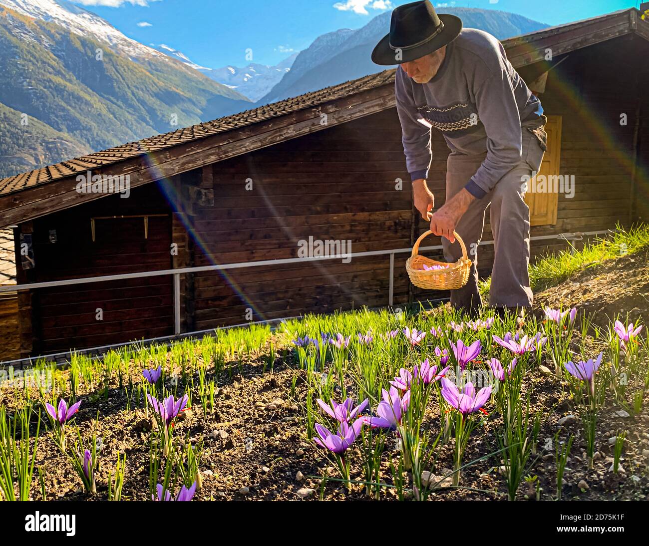 Safranernte und Verarbeitung in Mund, Naters, Schweiz Stockfoto