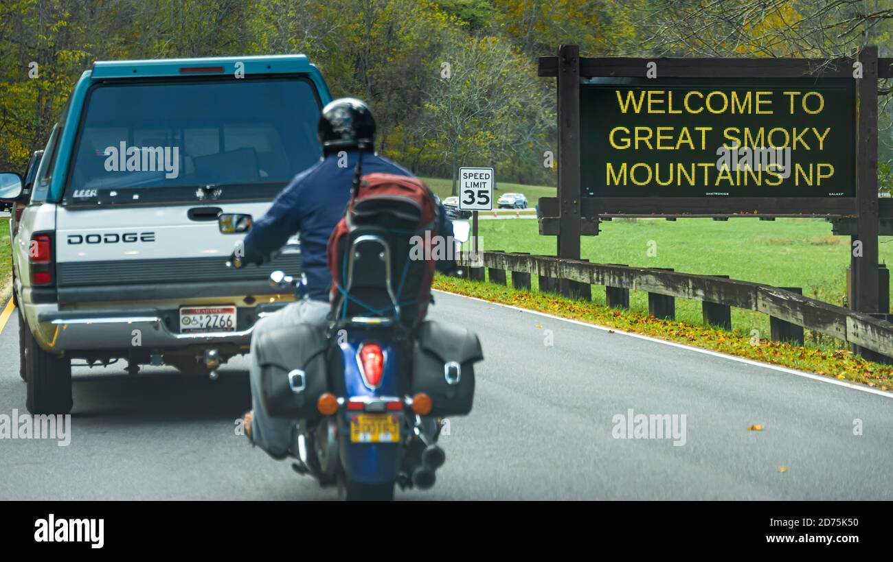 Der Verkehr verlangsamt sich, wenn Autofahrer den Great Smoky Mountains National Park betreten, wo eine Elchherde im Cataloochee Valley in Cherokee, NC, weidet. (USA) Stockfoto