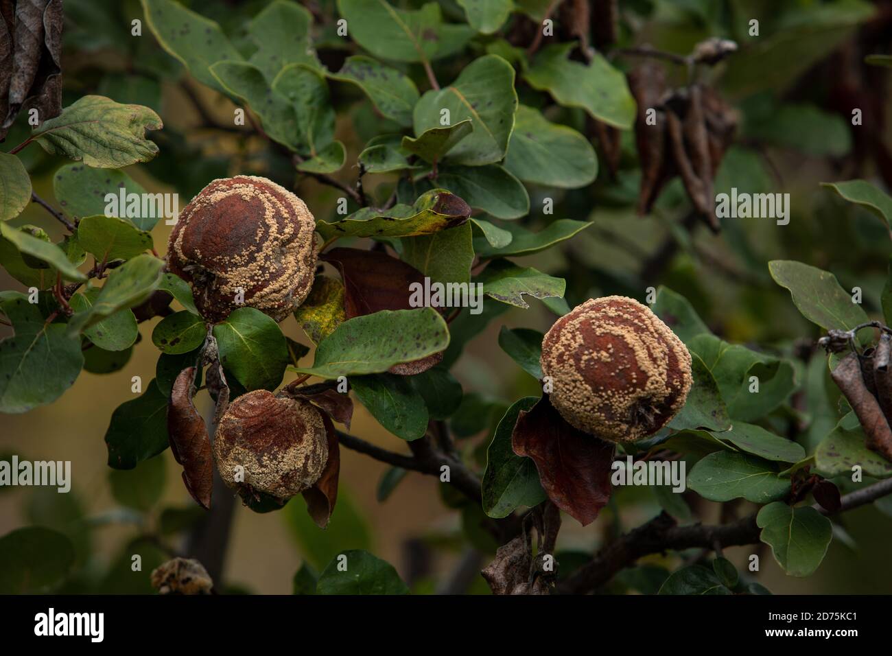 Monilia laxa (Monilinia laxa) Befall, Pflanzenkrankheit, Rotten Quitten