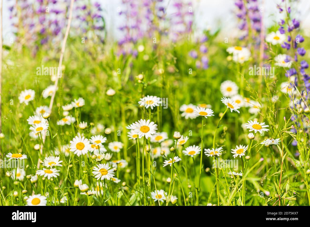 Gänseblümchen im leuchtend grünen Gras. Lila Lupinen im Hintergrund Stockfoto