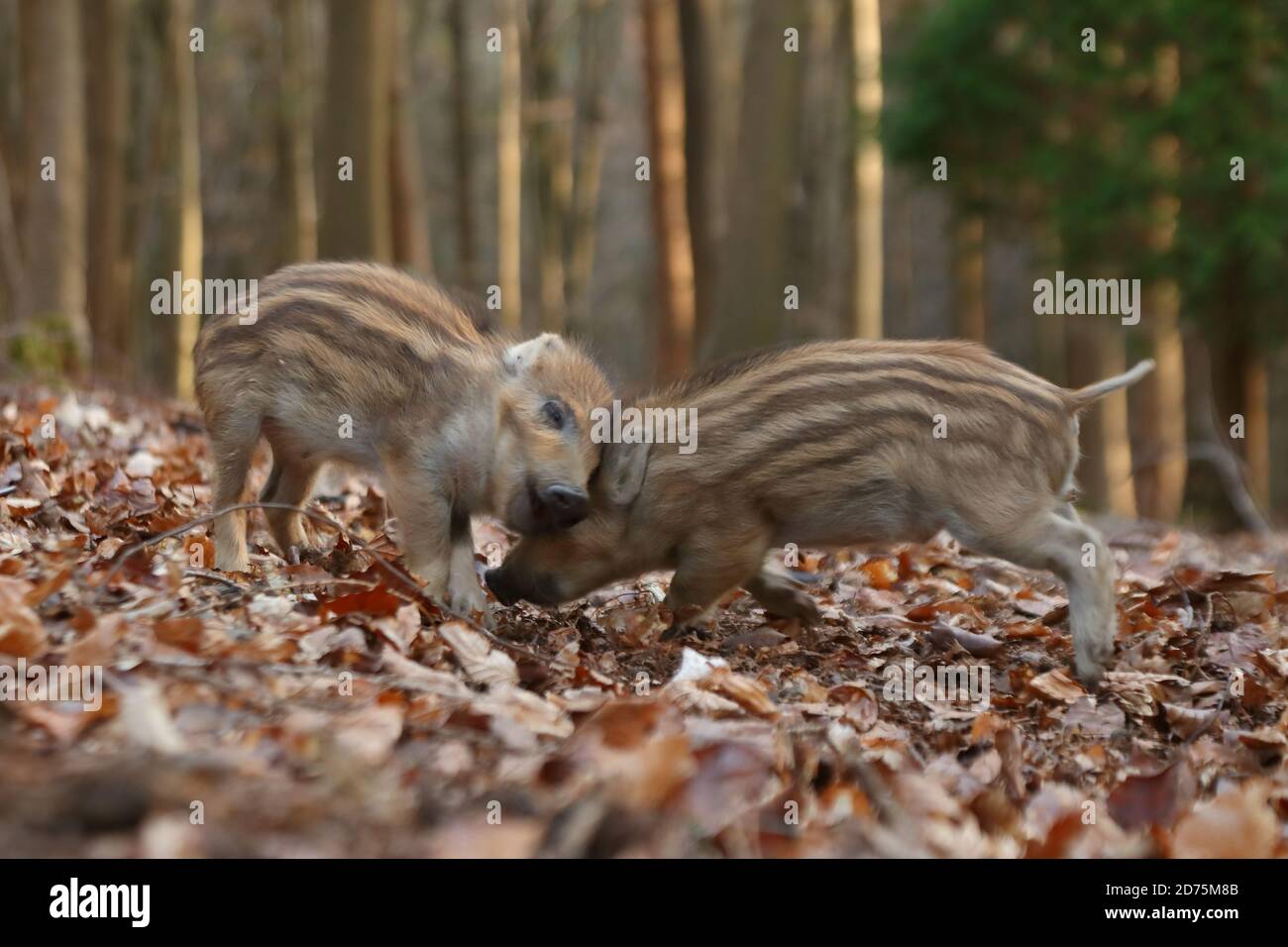 Wildschweinferkel (sus scrofa) Stockfoto
