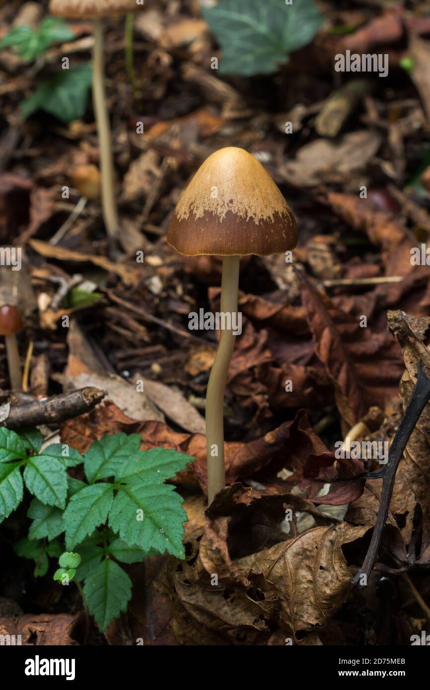 Möglicherweise die Liberty Cap oder Psilocybe semilanceata in sehr feuchten Wäldern in einem Oktober Frankreich gefunden. Stockfoto