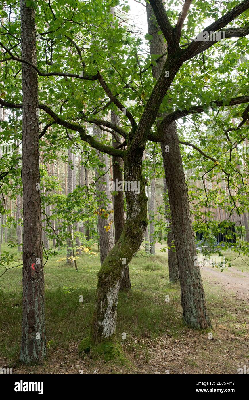 Baum sah aus wie ein erschossen Mann in der Nähe eines von mindestens 30 Massengräbern von 12.000 bis 14.000 polnischen Intellektuellen (nationale Aktivisten, Lehrer, Priester) aus Stockfoto