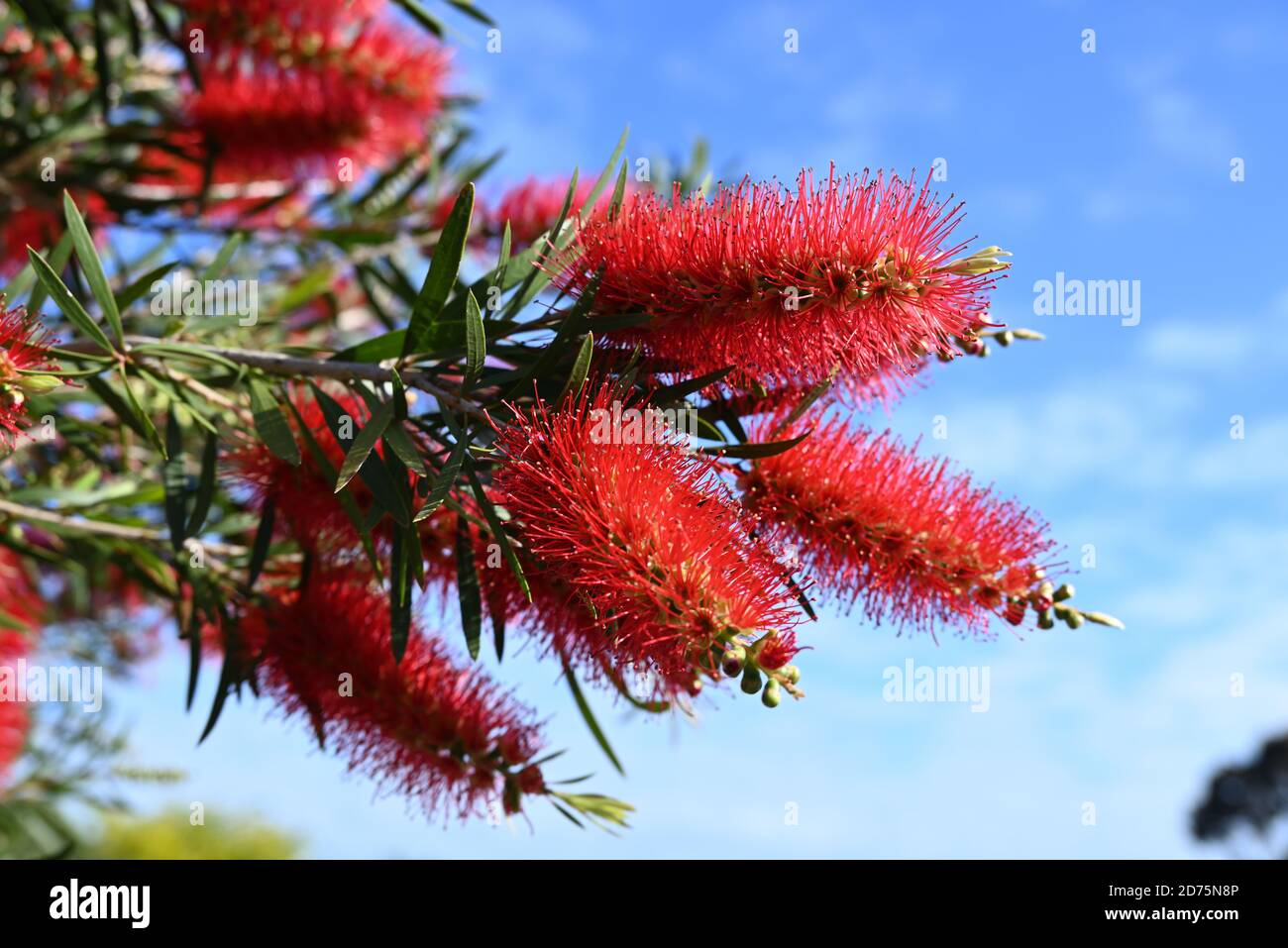 Ein Nahaufnahme Foto von Callistemon (Botllebush) Blumen, mit einem blauen Himmel Hintergrund Stockfoto