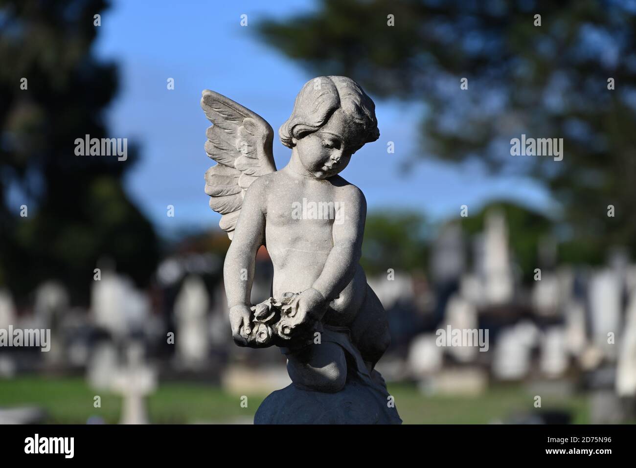 Eine sonnendurchflutete Steinkerub-Statue, die auf einen Friedhof blickt, mit Reihen von Gräbern im Hintergrund Stockfoto
