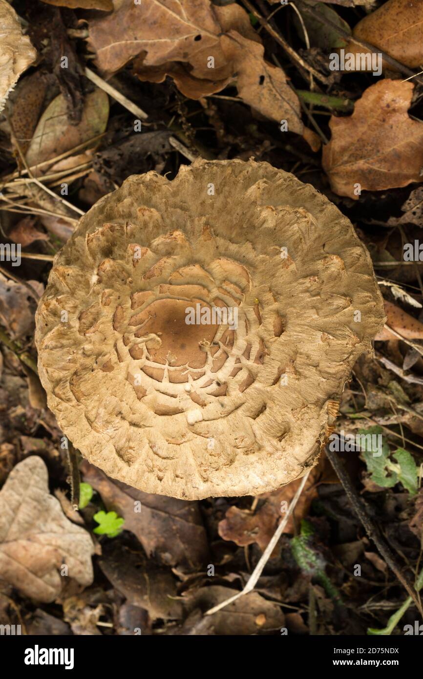 Blick von oben auf die Sonnenpilze oder die Macrolepiota procera. Gefunden im Herbstwald. Stockfoto