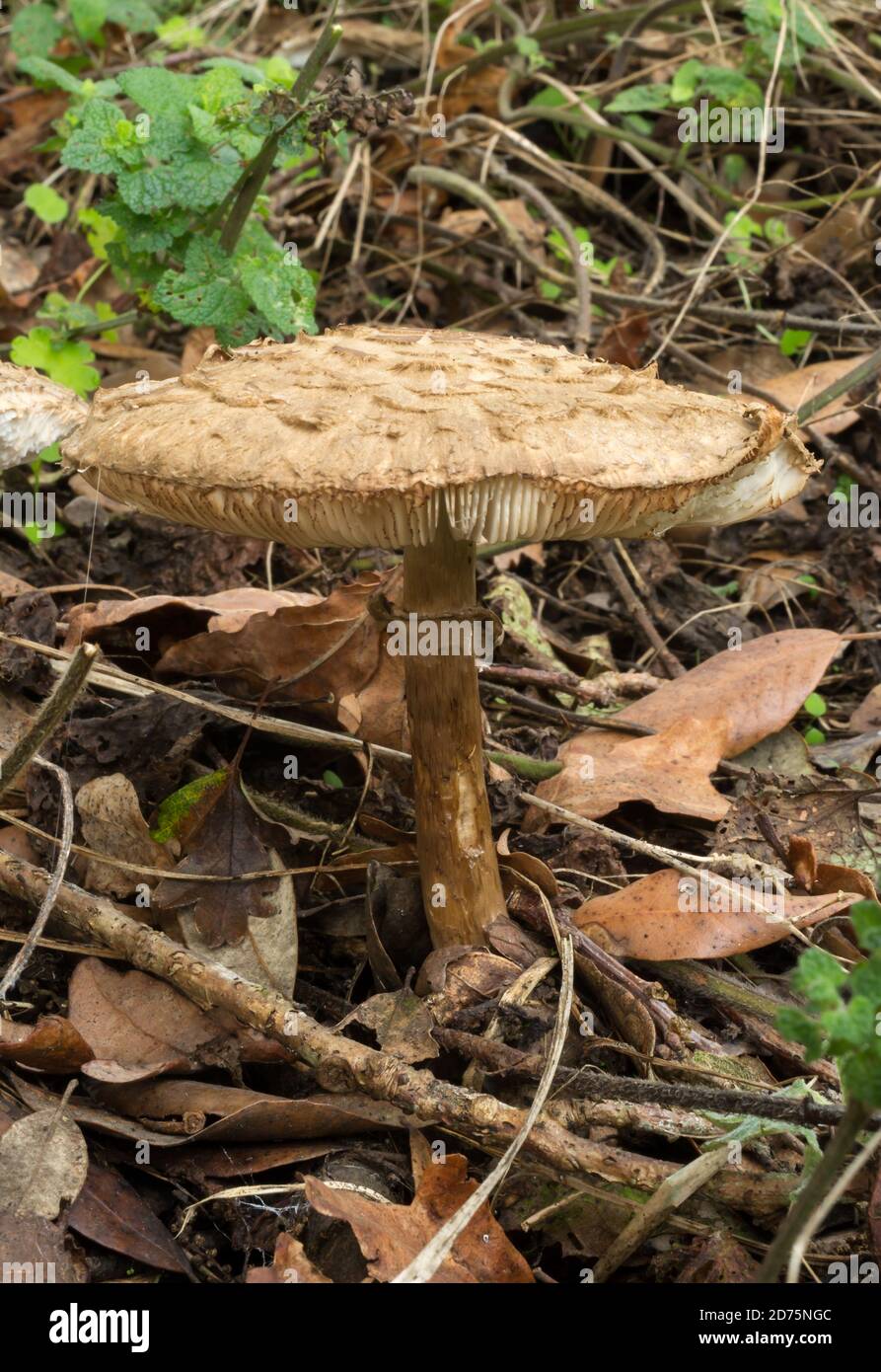 Seitenansicht der Sonnenpilze oder der Makrolepiota procera. Häufig in feuchten Wäldern im Herbst gefunden. Stockfoto