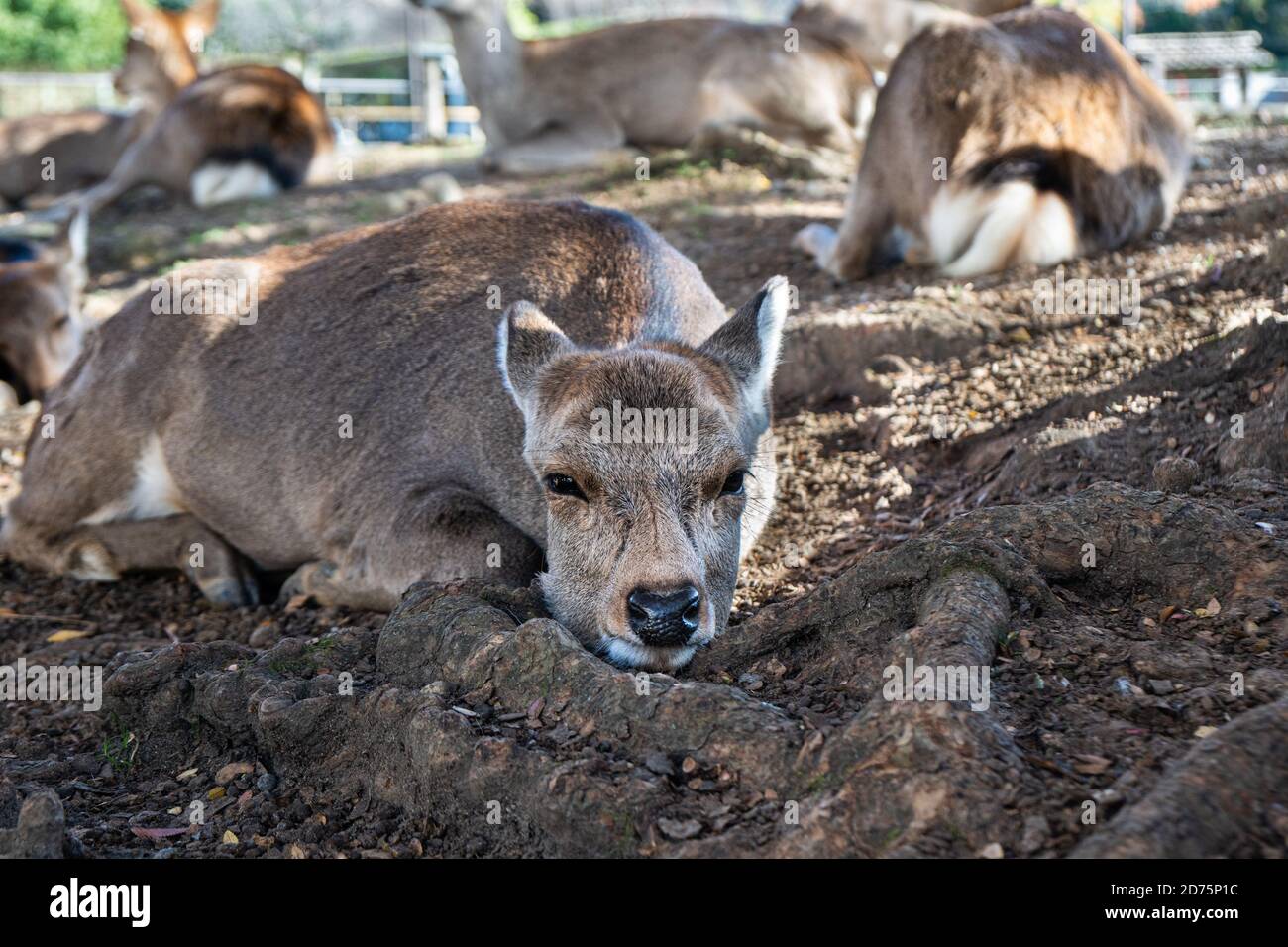 Hirsche in den Wäldern von Nara, Japan. Stockfoto