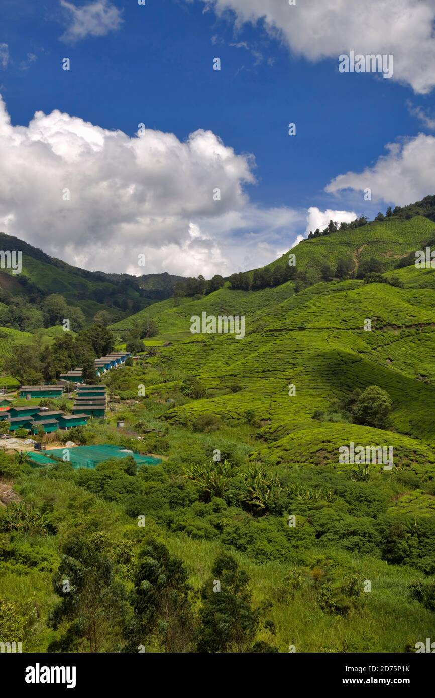 Boh Tea Plantation, Sungei Palas, Cameron Highlands, Pahang, Malaysia. Häuserreihen für Arbeiter und ihre Familien bilden ein Dorf am unteren Rand des t Stockfoto