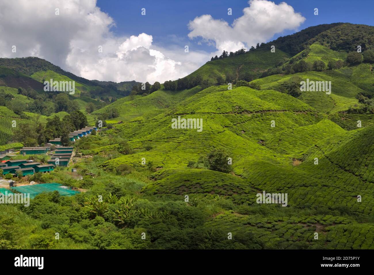 Boh Tea Plantation, Sungei Palas, Cameron Highlands, Pahang, Malaysia. Häuserreihen für Arbeiter und ihre Familien bilden ein Dorf am unteren Rand des t Stockfoto